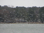 Wildlife